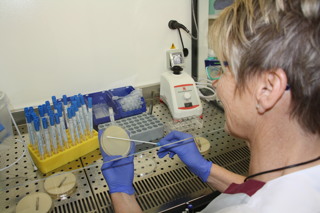 Laborleiterin Heike Esch arbeitet an einer Sicherheitswerkbank. Hinter der Glasscheibe wird der Abstrich einer MRSA-Probe auf die Platte aufgebracht und im Anschluss 24 Stunden bei bis zu 37 Grad im Brutschrank bebrütet und danach ausgewertet. Laborleiterin Heike Esch arbeitet an einer Sicherheitswerkbank. Hinter der Glasscheibe wird der Abstrich einer MRSA-Probe auf die Platte aufgebracht und im Anschluss 24 Stunden bei bis zu 37 Grad im Brutschrank bebrütet und danach ausgewertet.